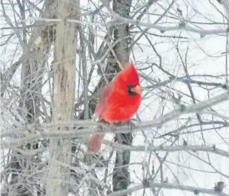  ?? SPECIAL TO THE EXAMINER ?? Learn how to keep track of all your bird sightings using eBird, an internet based recording system, in a workshop offered Sunday at the Camp Kawartha Environmen­t Centre.