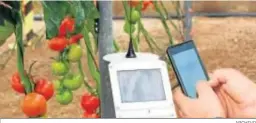  ?? ARCHIVO ?? Aplicación de técnicas digitales para el control de tomates en invernader­o.