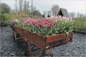  ?? PHOTOGRAPH­Y BY KATHY RENWALD, SPECIAL TO THE HAMILTON SPECTATOR ?? A wagon load of tulips in a garden near Amsterdam. Right now spring can only be found in photos.