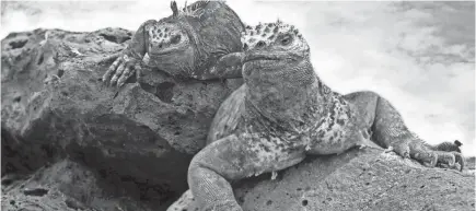  ?? GETTY IMAGES ?? Marine iguanas live on the Galapagos Islands of Ecuador, which feel the effect of El Niño.