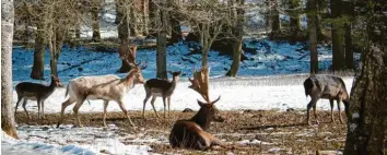  ??  ?? Zu jeder Jahreszeit ein Naturerleb­nis: der Landsberge­r Wildpark in der Pössinger Au.