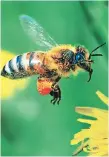  ??  ?? ADEMÁS. Las abejas son insectos muy trabajador­es.
