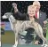  ??  ?? Collooney Tartan Tease, a whippet bitch, was named the Best in Show at Crufts yesterday