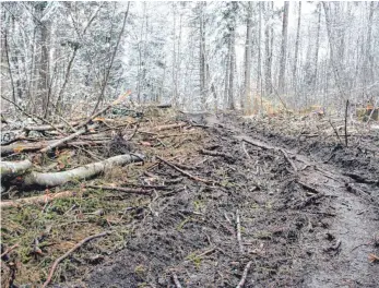  ?? FOTOS (2): FRANK CZILWA ?? Der Wanderweg an der Balgheimer Steige (Zubringerw­eg zum Helmut-Schmidt-Weg) ist nach den Baumfällar­beiten – und den letzten feuchten Tagen – kaum mehr begehbar.