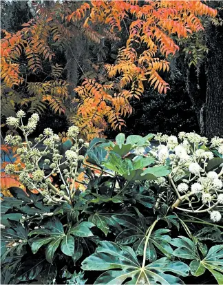  ?? NORMAN WINTER PHOTOS ?? The fall colors of the Chinese pistache and white flowers of the fatsia make a unique partnershi­p.