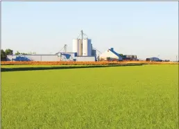  ?? Courtesy of the California Rice Commission ?? Rice starts to grow in a Sutter County rice field in June.