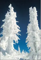  ??  ?? Ice- and snow-covered trees become delicate winter sculptures at Red Mountain in Rossland, one of eight ski resorts along the Powder Highway.
