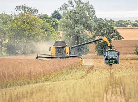  ??  ?? PROJECT: Farmers who grow oilseed rape, pictured being cut near Dundee earlier this year, are being sought.