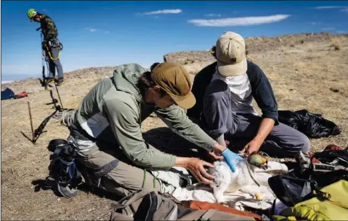  ??  ?? Hawkwatch Internatio­nal research associate Dustin Maloney (left) and Carlin take samples and measuremen­ts from a golden eagle nestling May 19 while field biologist Jayden Skelly prepares to rappel into the nest to place a camera in a remote area of Box Elder County.