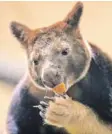  ?? Foto: dpa ?? Baumkängur­us futtern total gerne leckere Früchte.