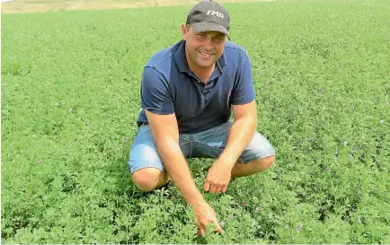  ?? PHOTO: HEATHER CHALMERS/STUFF ?? Lucerne is now a mainstay forage on Richard Gorman’s farm.