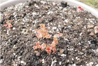  ?? HELEN CHESNUT ?? Points of growth on the upper surface of begonia tubers develop into leaf clusters. Once the clusters are formed and begin to elongate, it's time to pot the tubers.