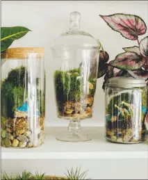  ??  ?? Terrariums can come in a variety of different shapes and sizes.