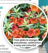  ??  ?? From pinks to oranges and yellows, calibracho­a is easy and colourful