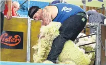  ?? PHOTO: RICHARD DAVISON ?? Smooth shear . . . Brett Roberts, of Mataura, is the 2019 Otago Open Shearing champion.