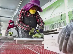  ?? — AFP ?? Hard at work: Labourers working inside a furniture factory in a ‘ Taobao Village’ in Xuzhou.