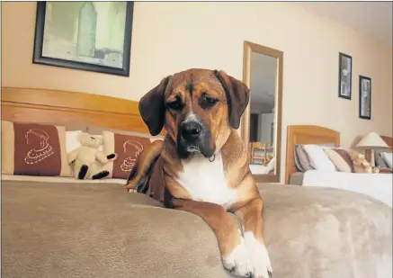  ?? PHOTOGRAPH­S: HELEN CROOKS ?? TO THE MANOR BORN: Kali the boerboel-cross wastes no time settling in at Dolphin’s View Guesthouse in Beachview