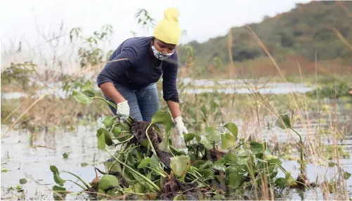  ?? MOTSHWARI MOFOKENG African News Agency (ANA) ?? A WORKER clears water hyacinth at the mouth of Inanda Dam in KwaZulu-Natal. Invasive species like hyacinth pose an increasing threat to the world’s protected areas, say the writers.