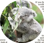  ?? — AFP Relaxnews ?? Awww
... look at this close-up of a young koala bear on a tree eating eucalyptus leaves.