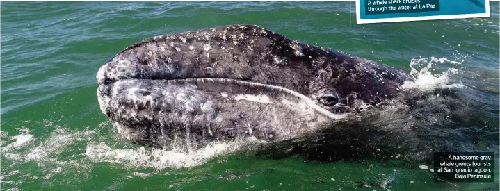  ??  ?? A handsome gray whale greets tourists at San Ignacio lagoon, Baja Peninsula