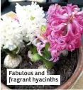  ??  ?? Fabulous and fragrant hyacinths