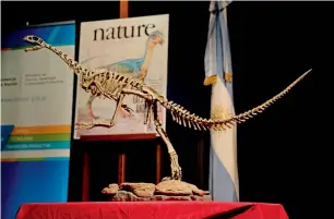  ?? AFP ?? A replica of a skeleton of a Chilesauru­s diegosuare­zi, a bizarre genus of herbivorou­s dinosaur, exhibited at the Bernardino Rivadavia Natural Sciences Museum in Buenos Aires. —
