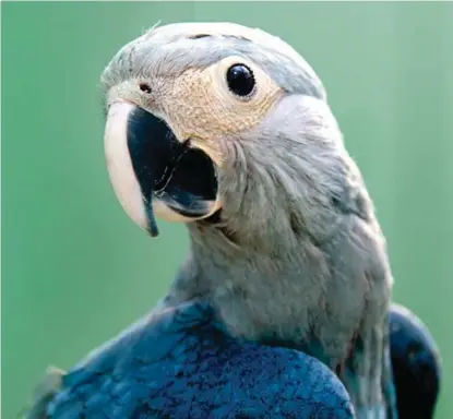  ?? act-parrots.org ??