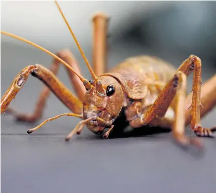  ?? Photo / Auckland Zoo ?? Uniquely New Zealand, the Weta¯punga (Giant Weta) in a collaborat­ion between Auckland Zoo and Project Island Song will translocat­ed back to the Bay of Islands starting in early December.