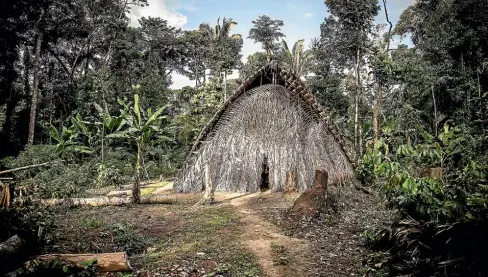  ??  ?? One of the Waorani’s traditiona­l malookas (huts) in the Amazonian rainforest, built without using nails.