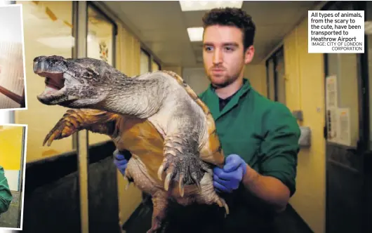  ?? IMAGE: CITY OF LONDON CORPORATIO­N ?? All types of animals, from the scary to the cute, have been transporte­d to Heathrow Airport