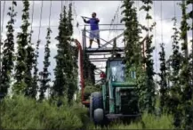  ?? THE ASSOCIATED PRESS ?? Peter Busque cuts hops from tall trellises during the harvest Sept. 2 at the Hamblen Farm in Gorham, Maine. Hop growers, once located exclusivel­y in the Pacific Northwest, are branching out to nontraditi­onal states like Maine.