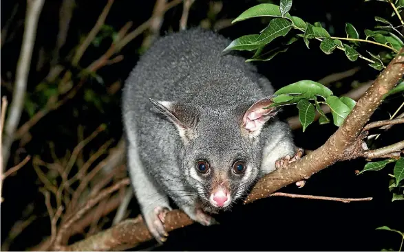  ?? SUPPLIED ?? Possum control would get a five-fold boost in funding if the plan goes ahead (file photo).