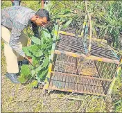  ?? ?? A forest staff installs a cage to catch a leopard at Patrampur village in US Nagar.