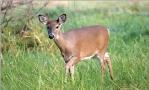  ??  ?? Anterless deer, such as this doe and button bucks, will be available to hunt during a special five-day hunt beginning Saturday for much of Arkansas.