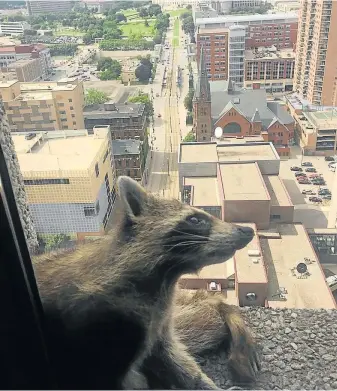  ?? Picture: PAIGE DONNELLY LAW FIRM/via REUTERS ?? HEAD FOR HEIGHTS: The raccoon on a window sill of the UBS Plaza building in St Paul, Minnesota, US, in this image obtained from social media