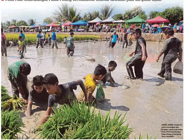  ??  ?? KANAK-KANAK menyertai acara menangkap ikan di dalam sawah padi ketika Pesta Padi Antarabang­sa Pulau Pinang di Kampung Terus, semalam.