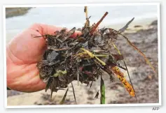  ?? AFP ?? A fisherman displays a marine plant, from the Posidonia genus, on a beach in Monastir.