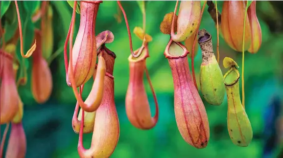 The Toilet-Shaped Plants that Thrive by Eating Poop - PressReader