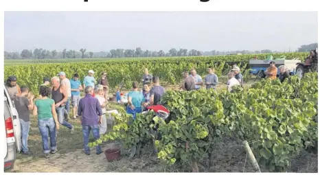 ??  ?? Les membres du comité des fêtes et des amis participen­t aux vendanges solidaires chez les viticulteu­rs touchés par le gel du printemps.