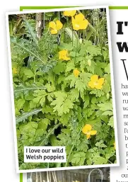  ??  ?? I love our wild Welsh poppies