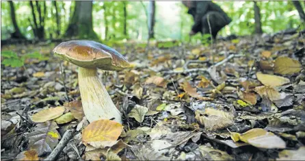  ??  ?? 50 mm d’eau sont tombés sur l’Est du départemen­t, une aubaine pour les ramasseurs de champignon­s.