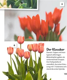  ??  ?? 6 5
Der Klassiker
Darwin-Tulpen mit ihren typisch eiförmigen Blütenköpf­en gelten als sortenreic­hste Gruppe; ihre Farbpalett­e ist unendlich. Aus einer Kreuzung mit T. fosteriana entstand die erste Hybride.