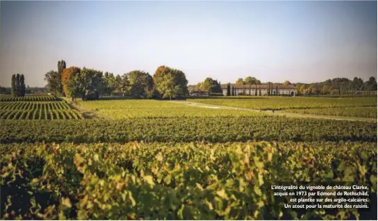  ??  ?? L’intégralit­é du vignoble de château Clarke, acquis en 1973 par Edmond de Rothschild, est plantée sur des argilo-calcaires. Un atout pour la maturité des raisins.