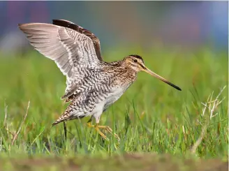  ?? ?? A satellite-tagged bird’s spring migration of 6,000km is the longest snipe migration ever recorded
What’s your view on driven ducks?
10% Crack on