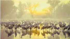  ??  ?? “Foggy Sunrise in Bernardo, New Mexico” by Steven Yabek.