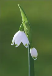  ??  ?? Facing page: The best summer snowflake for gardens, Leucojum Gravetye Giant is a robust cultivar of L. aestivum subs. aestivum (above left), the kind found throughout Europe. Above right: L. aestivum subs. pulchellum has greyer foliage and fewer flowers per stalk
