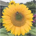  ??  ?? For the bees . . . Pollenprod­ucing sunflowers attract bees.