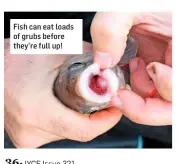  ??  ?? Fish can eat loads of grubs before they’re full up!