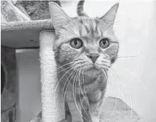 ?? CONTRIBUTE­D ?? Sandy, a 12-year-old female cat, is one of the animals up for adoption at the Nova Scotia SPCA's Cape Breton shelter. The Nova Scotia SPCA will offer adoptions by appointmen­t beginning today.