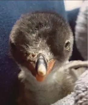  ?? AFP PIC ?? A baby gentoo penguin, born on Oct 19 and fostered by two male penguins, at the Sea Life Sydney Aquarium yesterday.